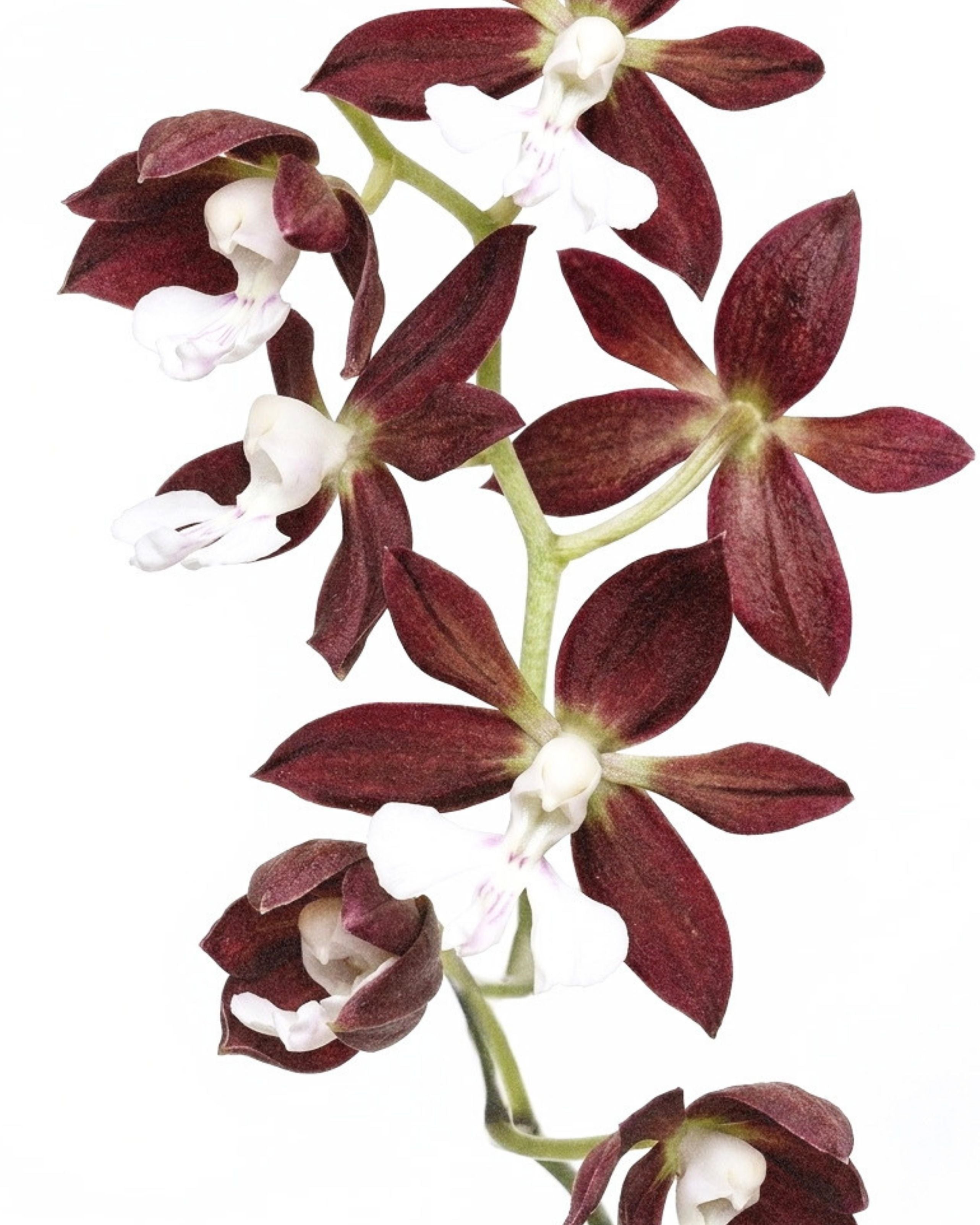 Orchid Stem Cell Serum