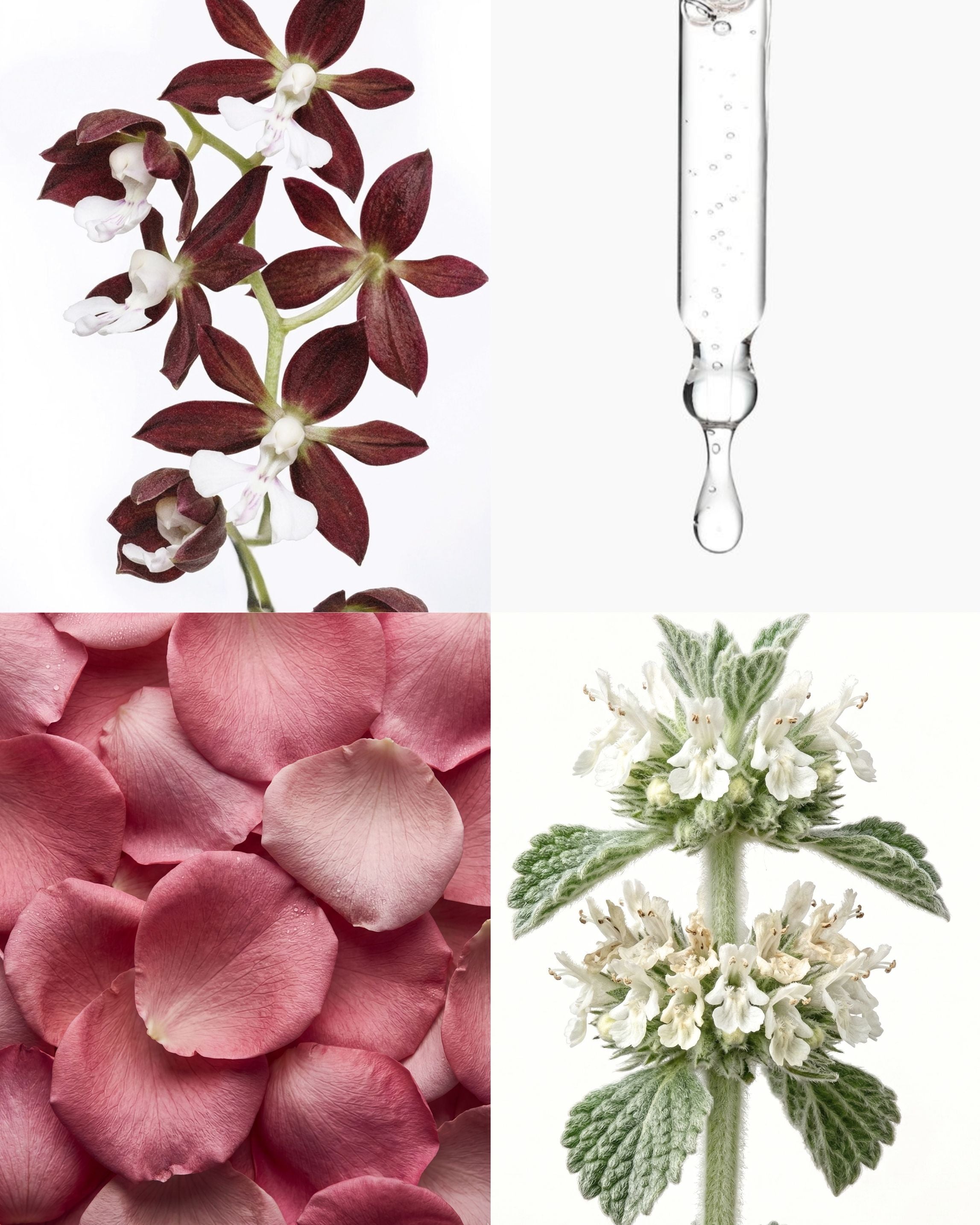 Orchid Stem Cell Serum